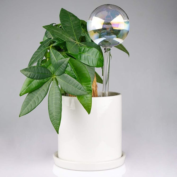 Tomorotec Iridescent Plant Watering Globes (2-Pack)