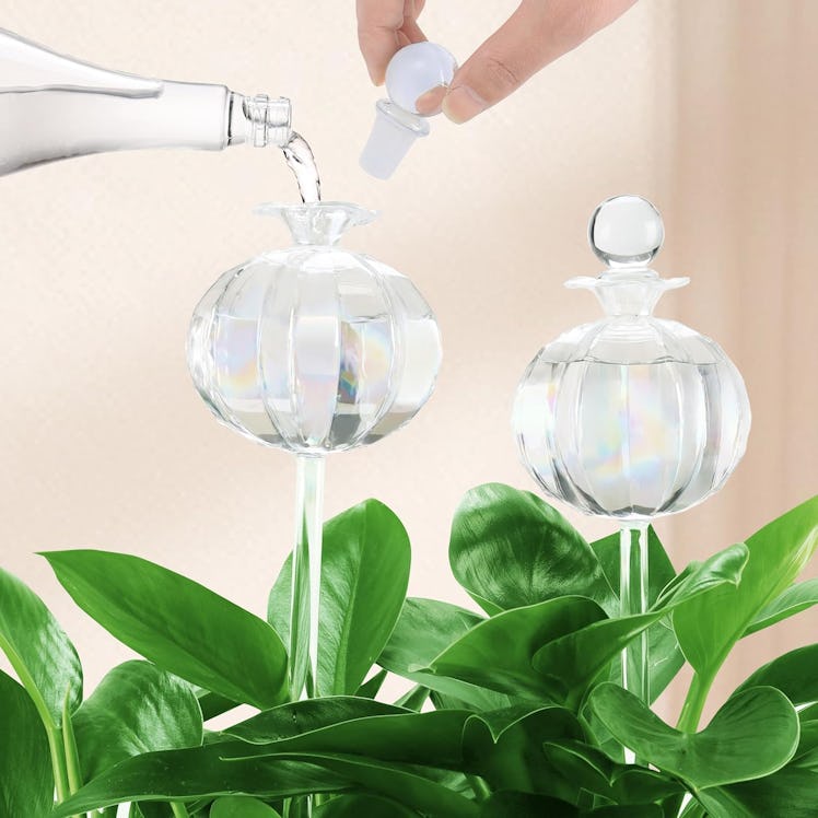 Soilagua Self Watering Plant Globes (2-Pack)
