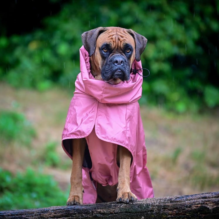 Spark Paws Dog Raincoat