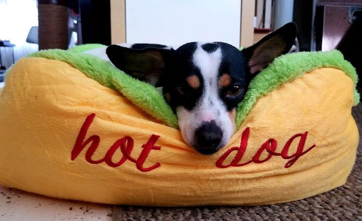 Dazzling Beauty Hot Dog Design Dog Bed