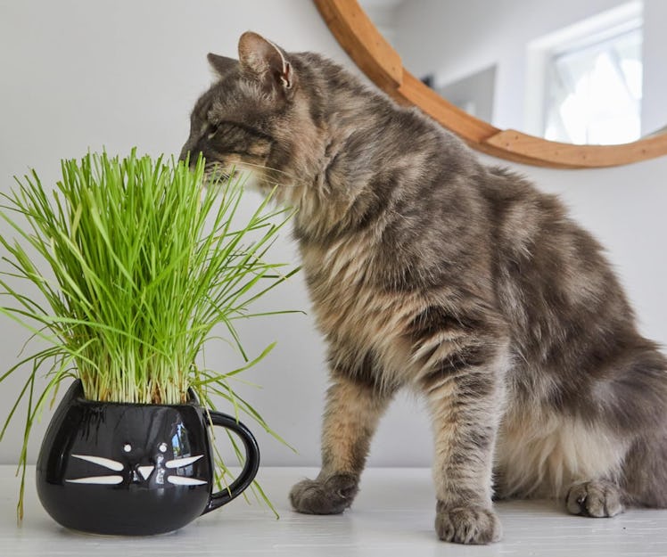 The Cat Ladies Organic Cat Grass Kit