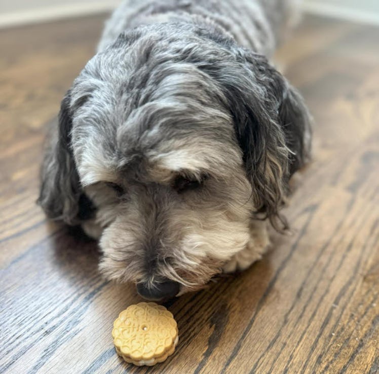 Exclusively Dog Cookies Sandwich Cremes