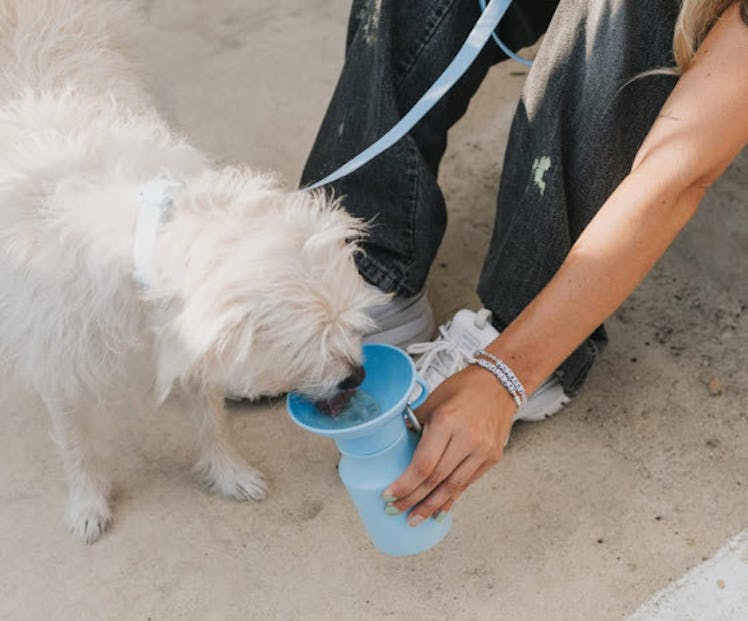 Springer Dog Travel Water Bottle