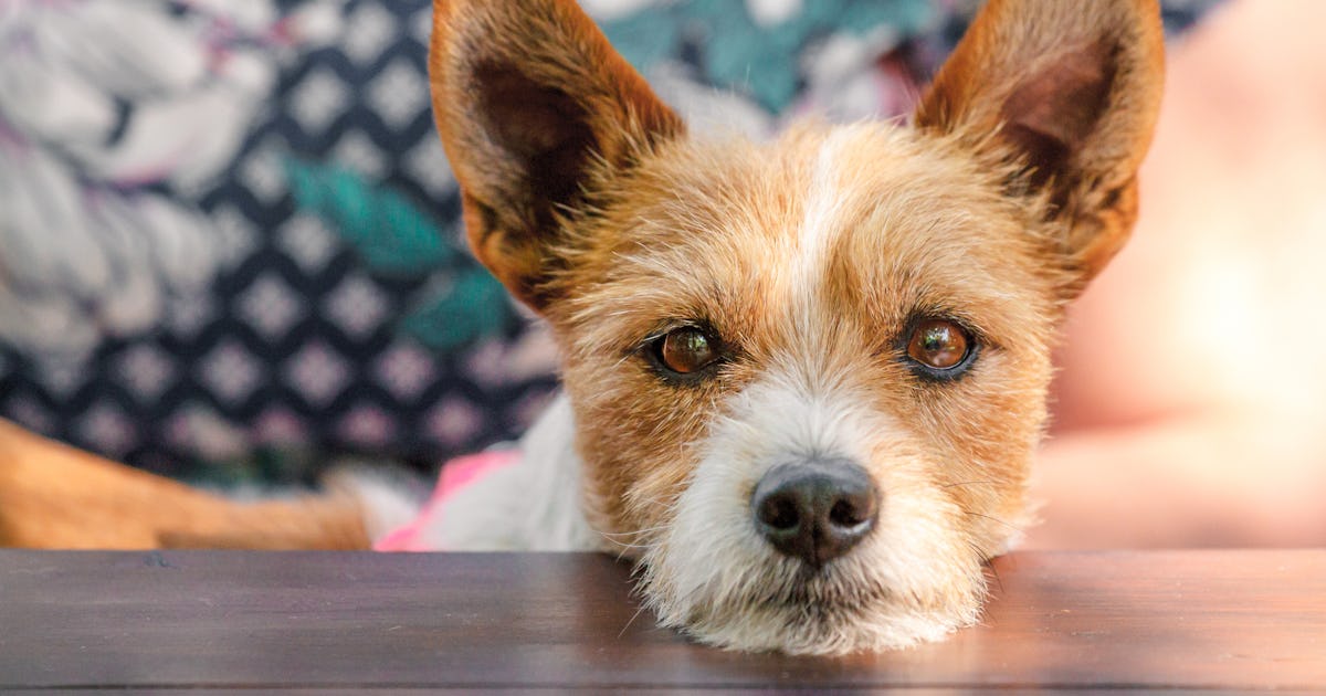Why Your Dog Sighs - & What It's Really Trying To Tell You