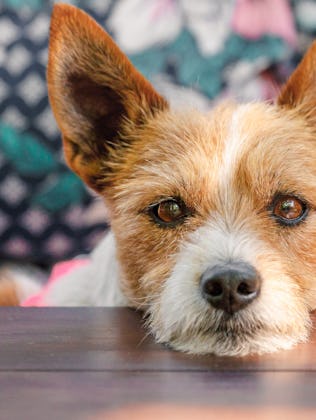 A small brown and white dog with perky ears rests its head on a wooden table, with a blurred floral ...