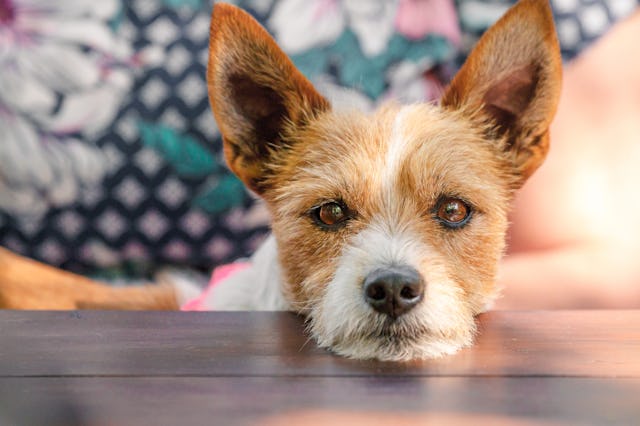 A small brown and white dog with perky ears rests its head on a wooden table, with a blurred floral ...