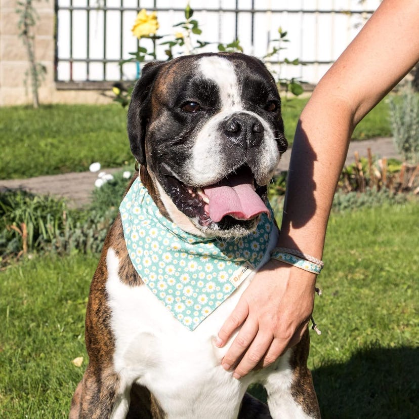 Pettsie Dog & Owner Matching Bracelet 