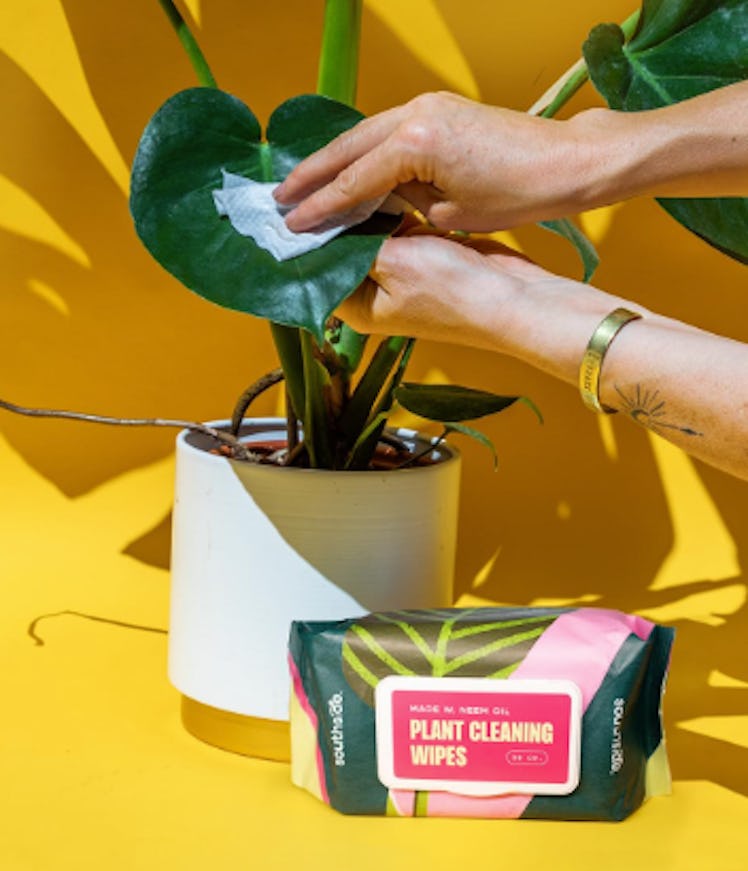 Southside Plants Plant Cleaning Wipes (80 Count)