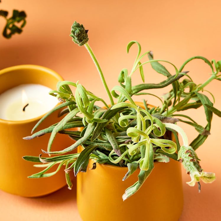 Modern Sprout Rooted Candle