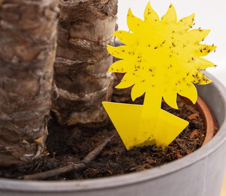 OwnGrown Plant Sticky Traps (60 Pieces)