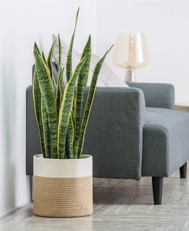 Dahey Jute Cotton Rope Plant Basket 