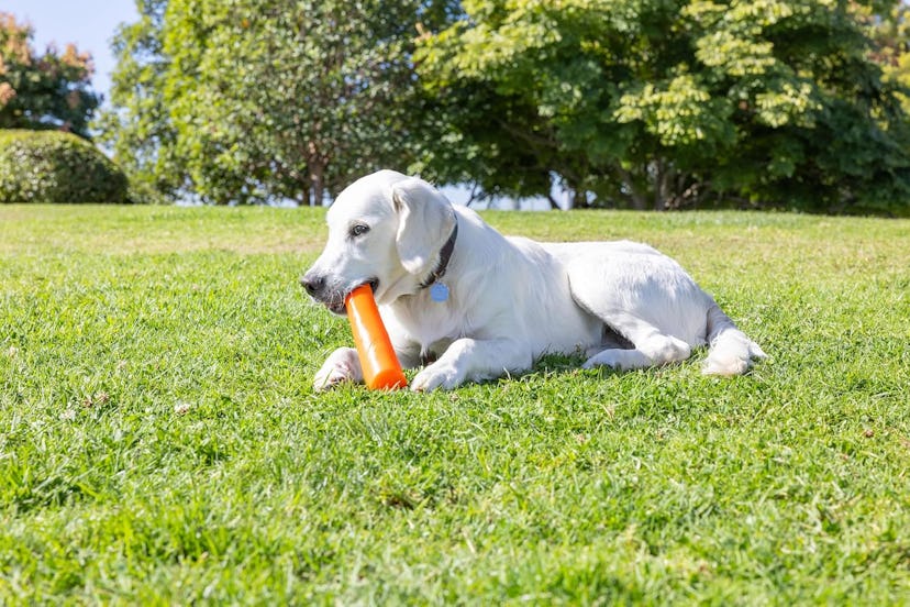 ChuckIt Super Crunch Fetch Stick 