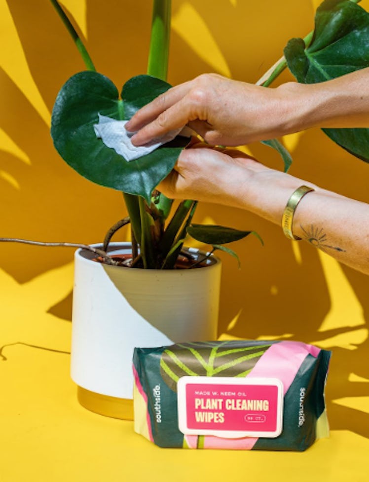 Southside Plants Plant Cleaning Wipes (80 Count) 