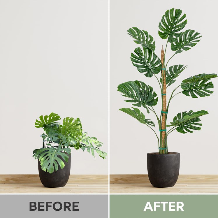 K-Brands Bendable Moss Pole