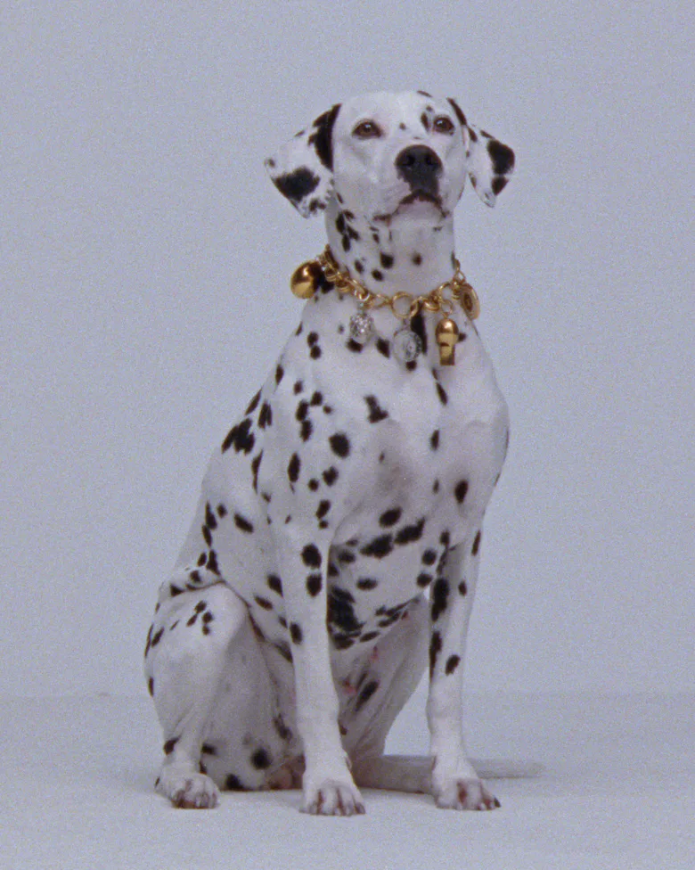 Dog in a Celine charm bracelet collar