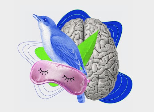 The Just Plain Odd Ways Birds Sleep — And What It Means for Sleep Science