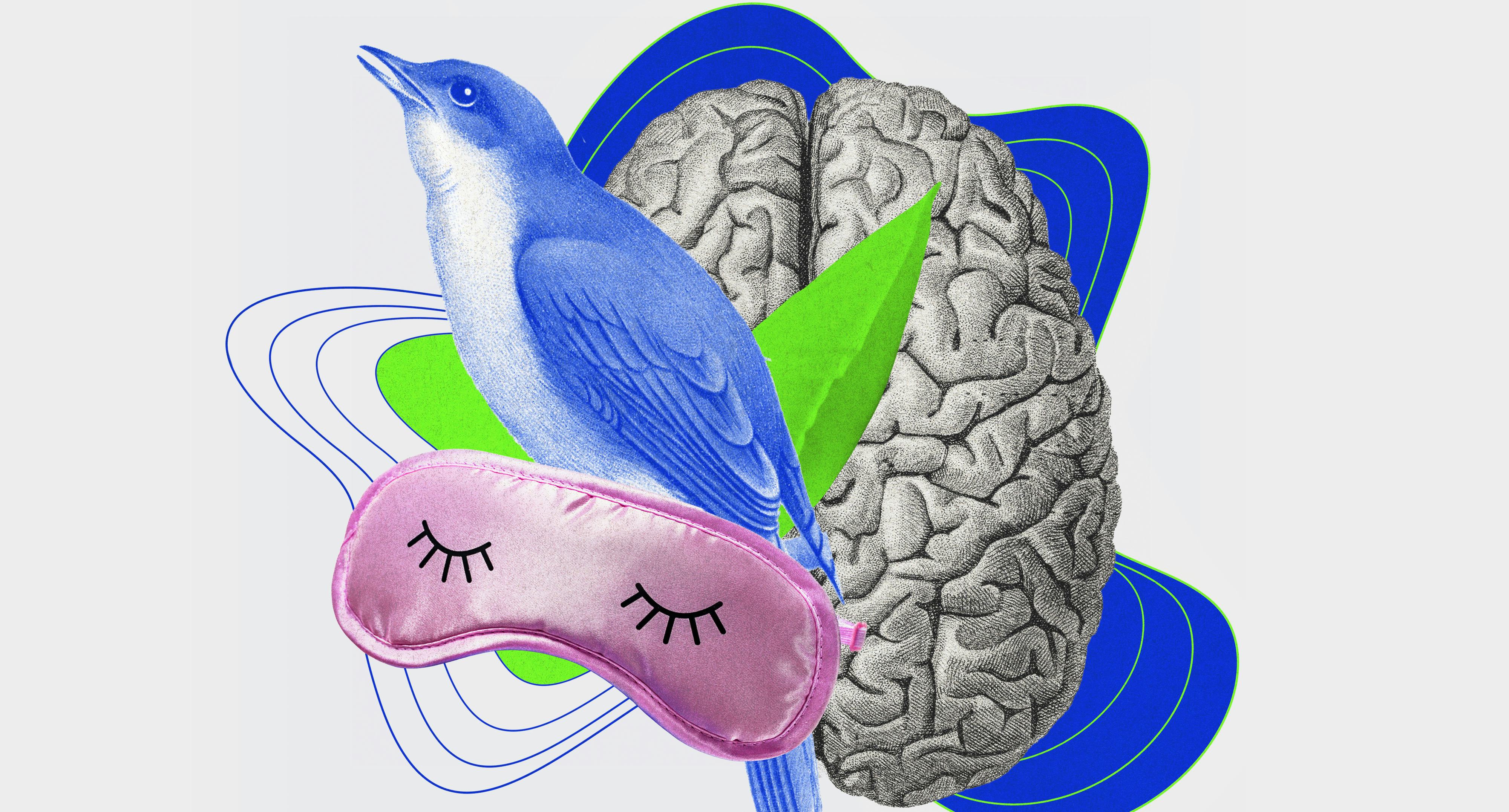 The Just Plain Odd Ways Birds Sleep - And What It Means for Sleep Science