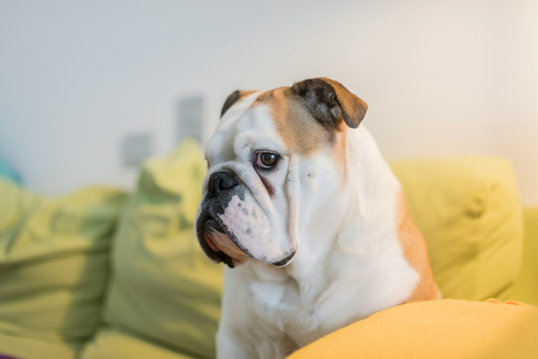 A bulldog with a white and brown coat sits on a cushion indoors, looking to the side. The background...