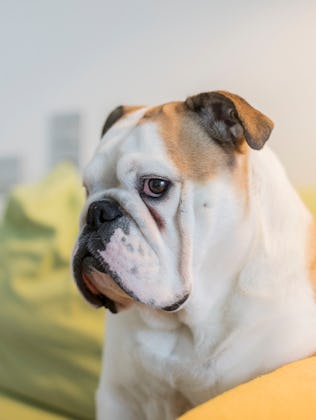 A bulldog with a white and brown coat sits on a cushion indoors, looking to the side. The background...
