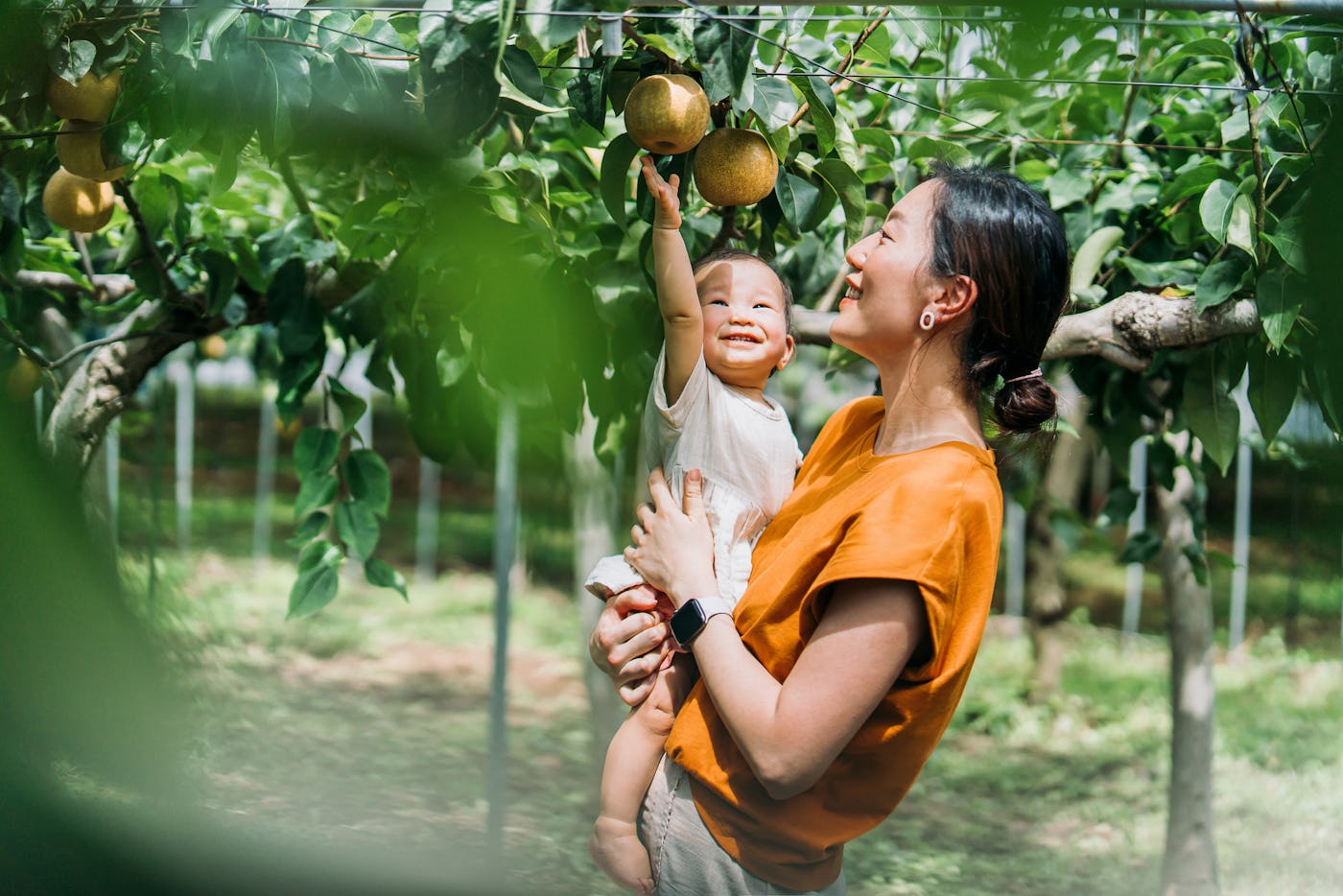 Happy young Asian family experiencing agriculture in an organic farm. Harvesting fresh pears in orchard. Mother teaching her baby girl to learn to respect the Mother Nature. Sustainable living lifestyle. Agriculture, harvest and nature