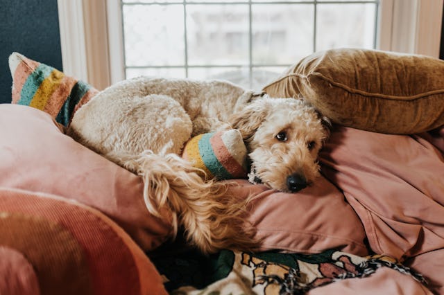 A cozy dog lounges on colorful pillows near a window, looking relaxed and content, with its fluffy c...