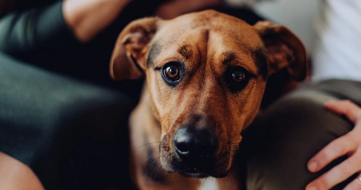 Why Does My Dog Stare At Me? 7 Reasons For All The Intense Eye Contact