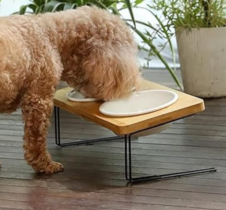 FUKUMARU Elevated Pet Ceramic Bowls (2-Pack)