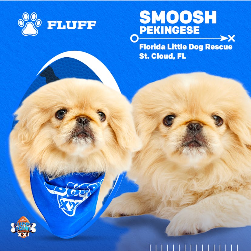 Smoosh, a dog from Puppy Bowl 2025. Photo via Discovery
