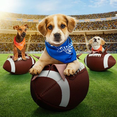 Puppy Bowl 2025 puppies. Photo via Discovery