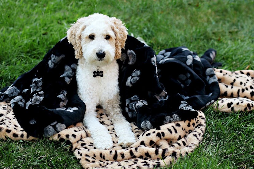 Paw-Fect Blanket by Minky Couture