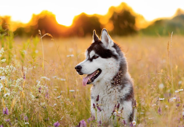 A Siberian Husky stands in a field of wildflowers, bathed in warm sunset light. Its fur is a mix of ...