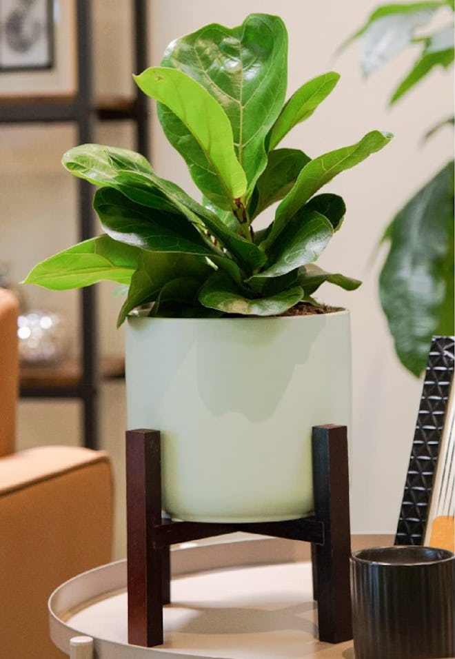 Costa Farms Fiddle Leaf Fig Tree Live Plant