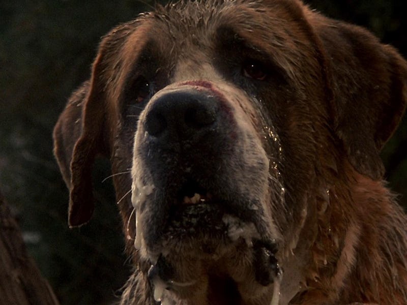 A close-up of a Saint Bernard dog with wet fur, looking intently at the camera. Its face shows a mix...