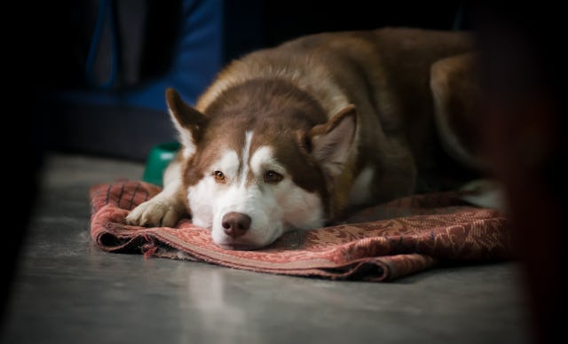 A brown and white husky lies on a patterned blanket, resting its head on the floor with a calm expre...