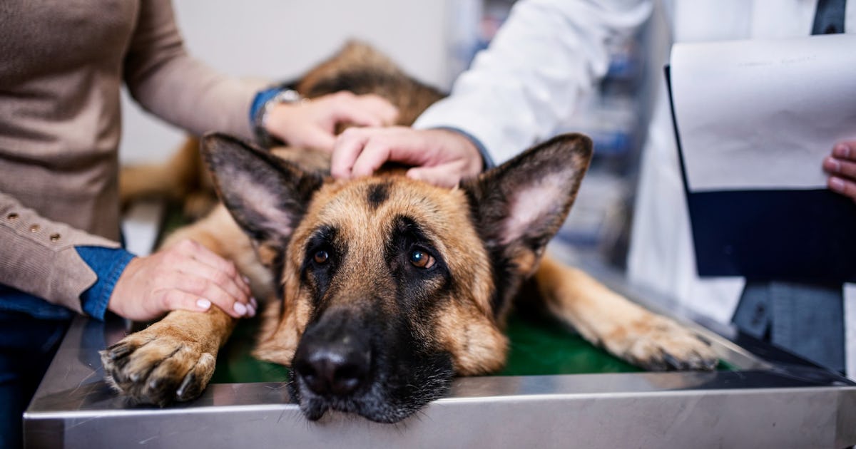 My Pet Has Cancer - Where Do We Go From Here? Vets Explain What's Next