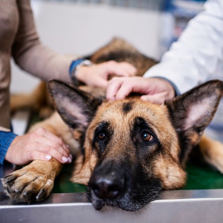 A concerned German Shepherd lies on a veterinary table, comforted by a person's hands while a veteri...