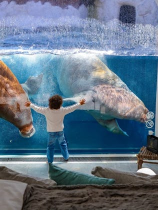 The Walrus House at Belgium's Pairi Daiza museum