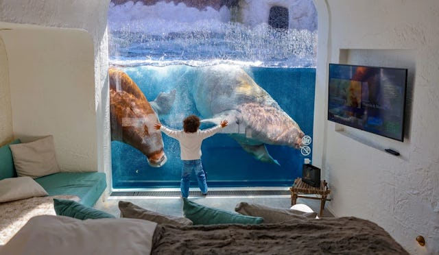 The Walrus House at Belgium's Pairi Daiza museum