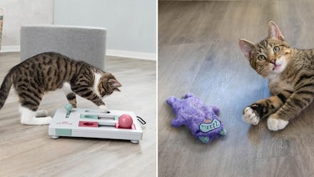 If you live with a cat, these clever things under $25 will make your life so much better