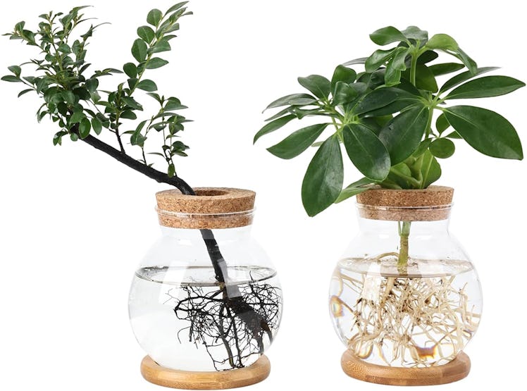 Pechaut Propagation Station (2-Pack)