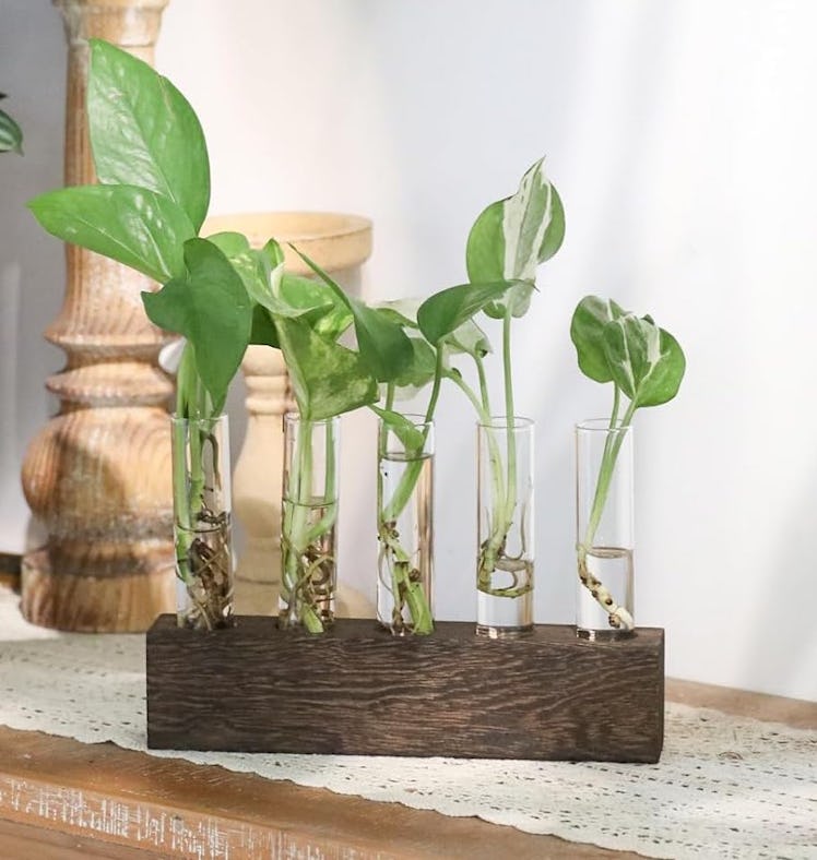 K KAXYEW Plant Terrarium