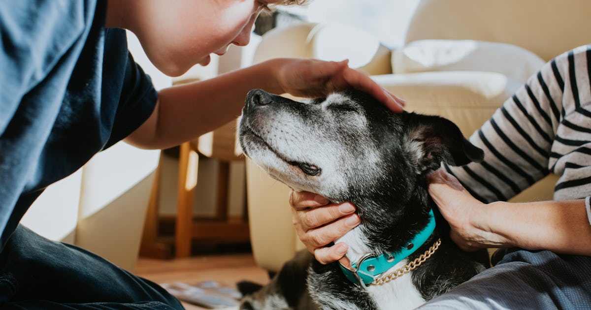 Can Acupuncture Help Your Pet? Vets Say Yes - Here's What To Expect