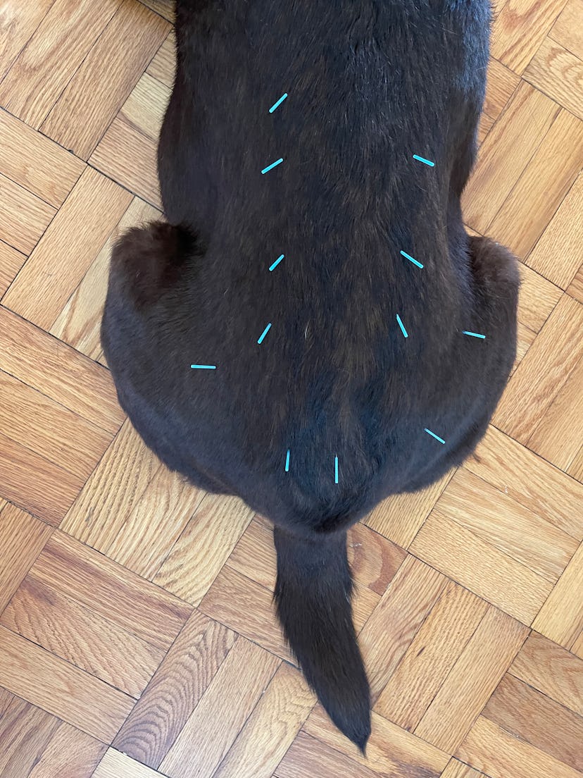 judy acupuncture
