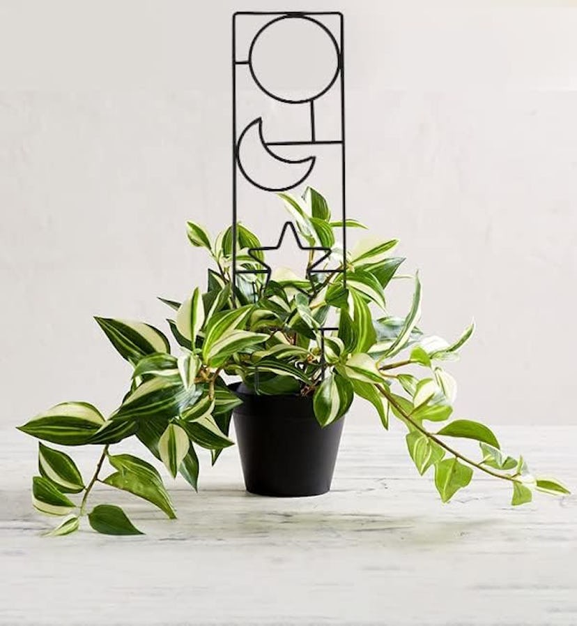 WellSign Plant Trellis (4-Pack)