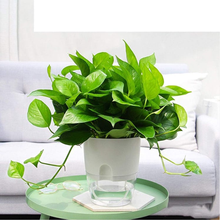 Vanavazon Self Watering Planter Pots (3-Pack)