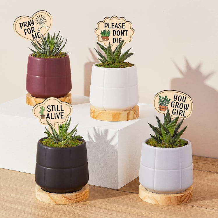 Huray Rayho Wooden Plant Markers (15-Pack)