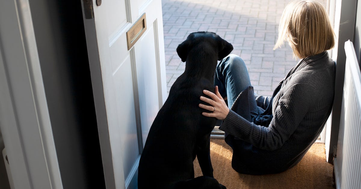 What Happens To The Family Dog After Divorce?