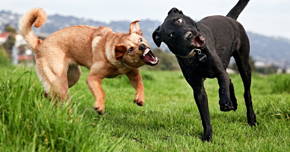 Why Is My Dog Attacking My Other Dog All Of A Sudden? Experts Weigh In