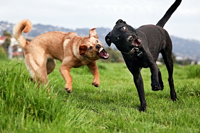 Two playful dogs, one brown and one black, are running and barking in a green grassy field with a bl...