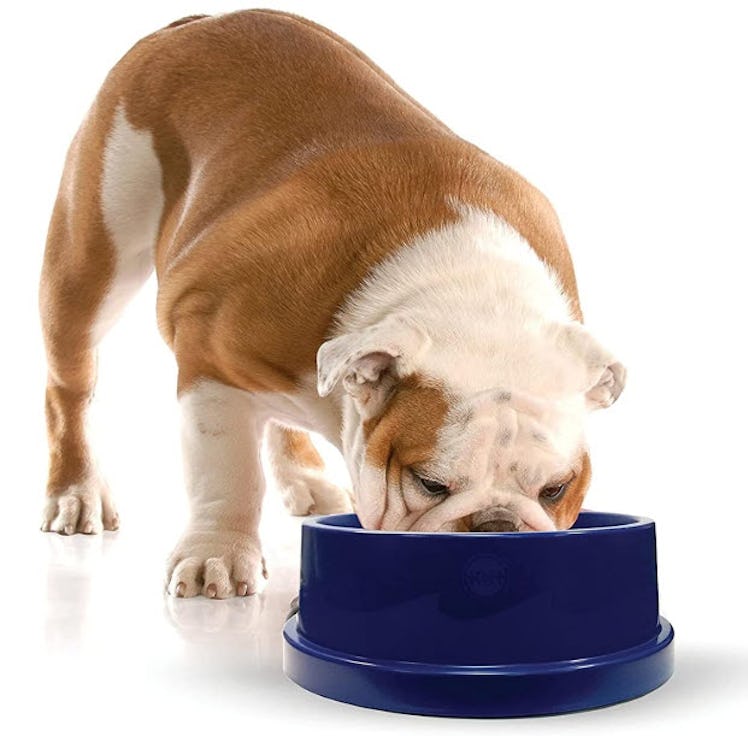 K&H Pet Products Coolin' Dog Water Bowl